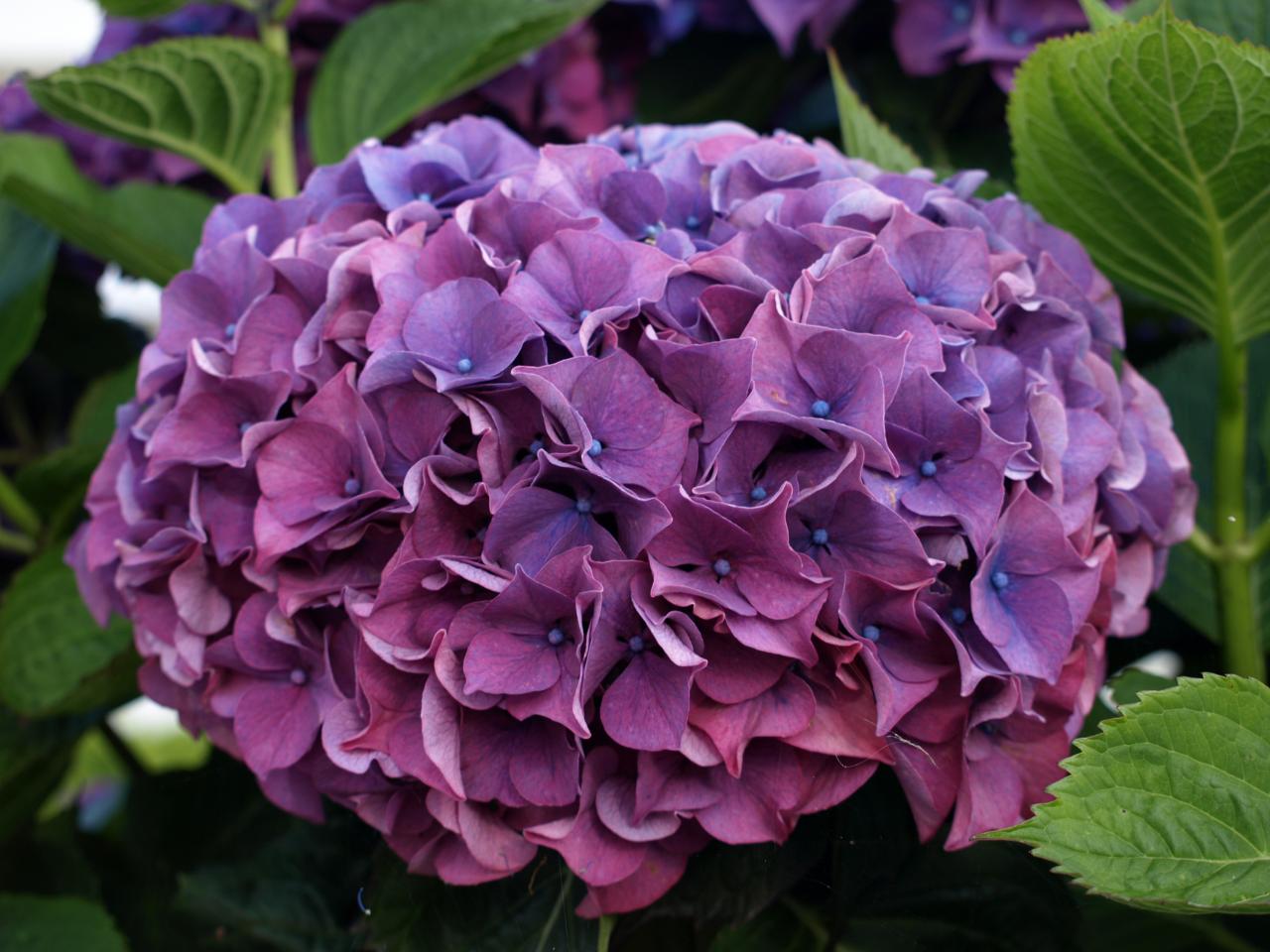 Hortensia