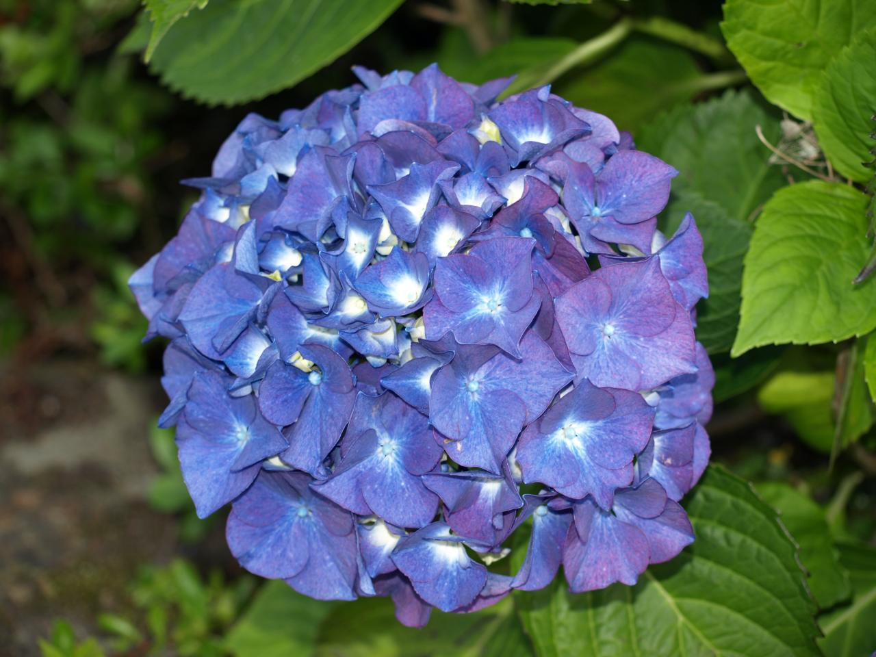 Hortensia