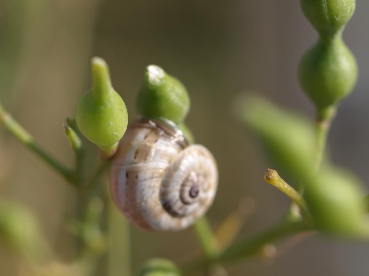 Escargot de mer