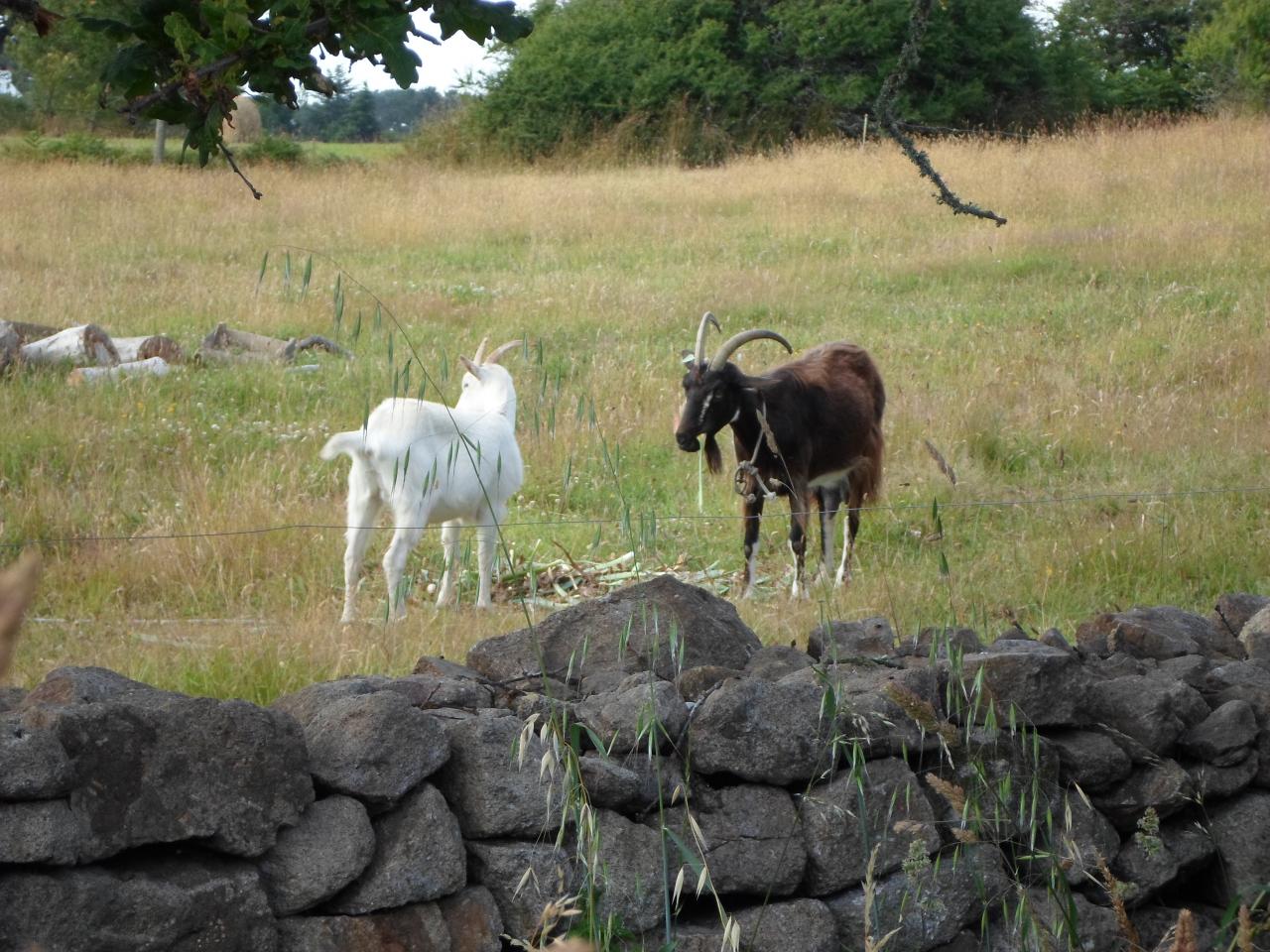 Chèvres