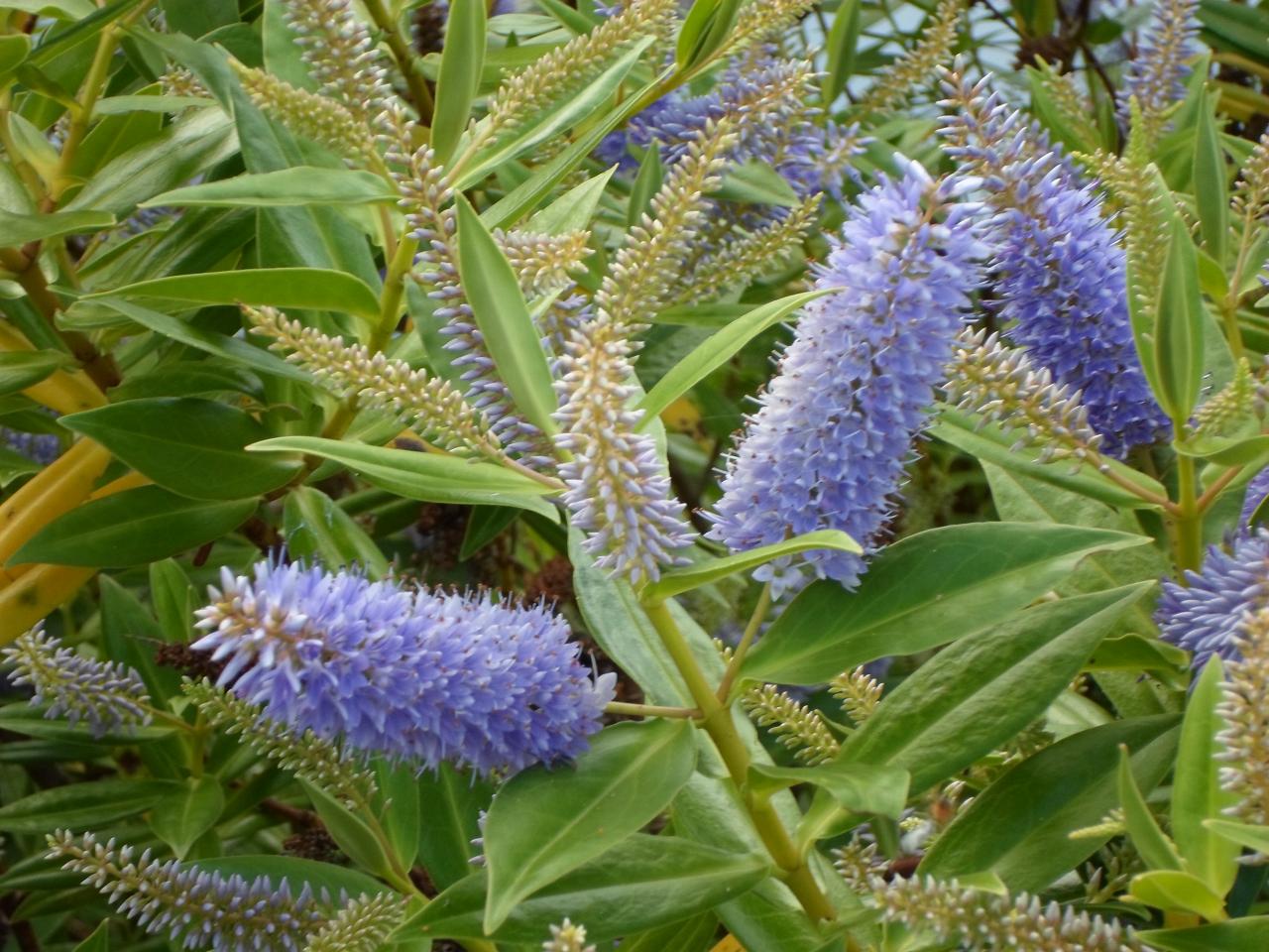 Echium candicans