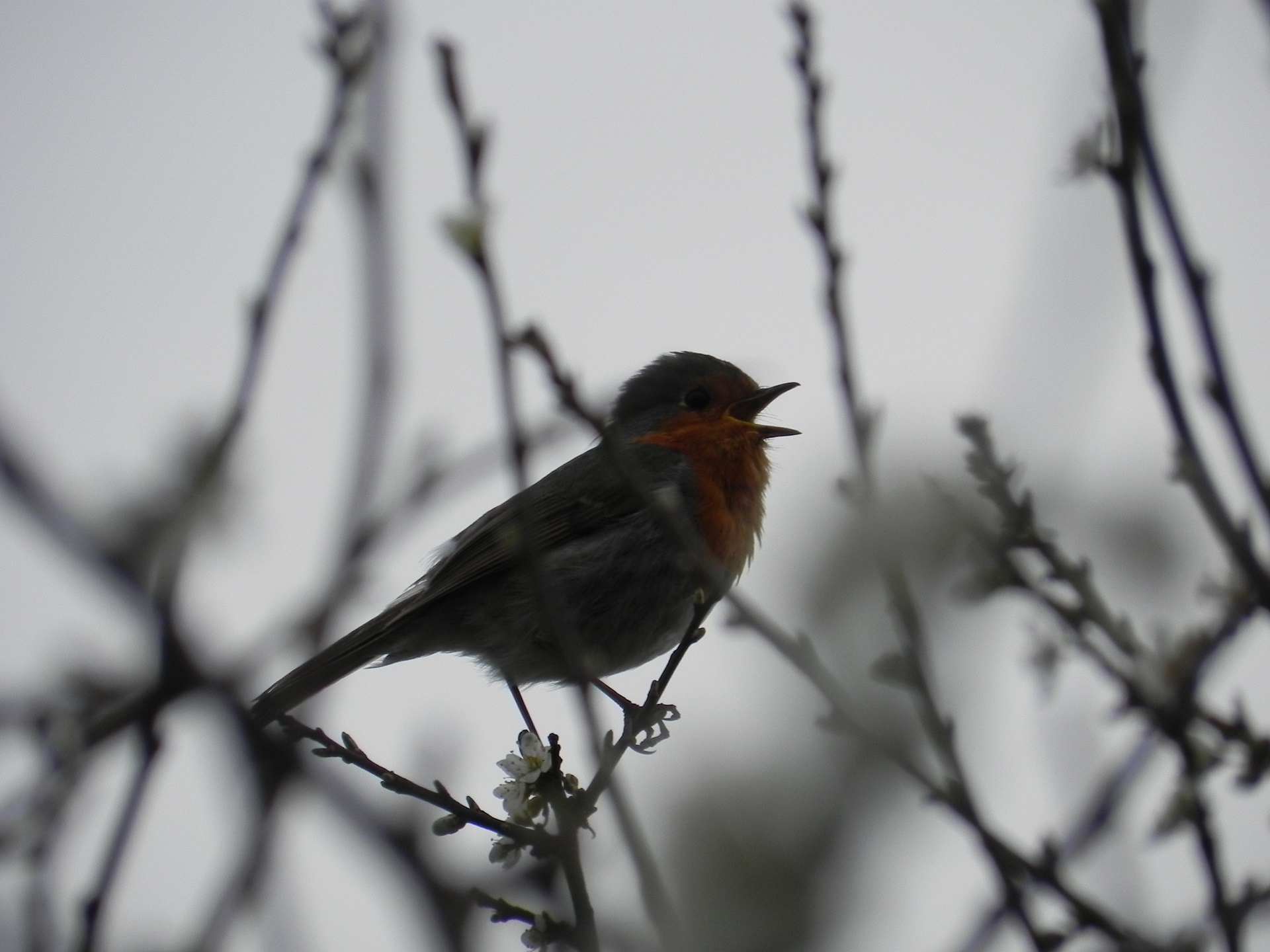 Rouge gorge