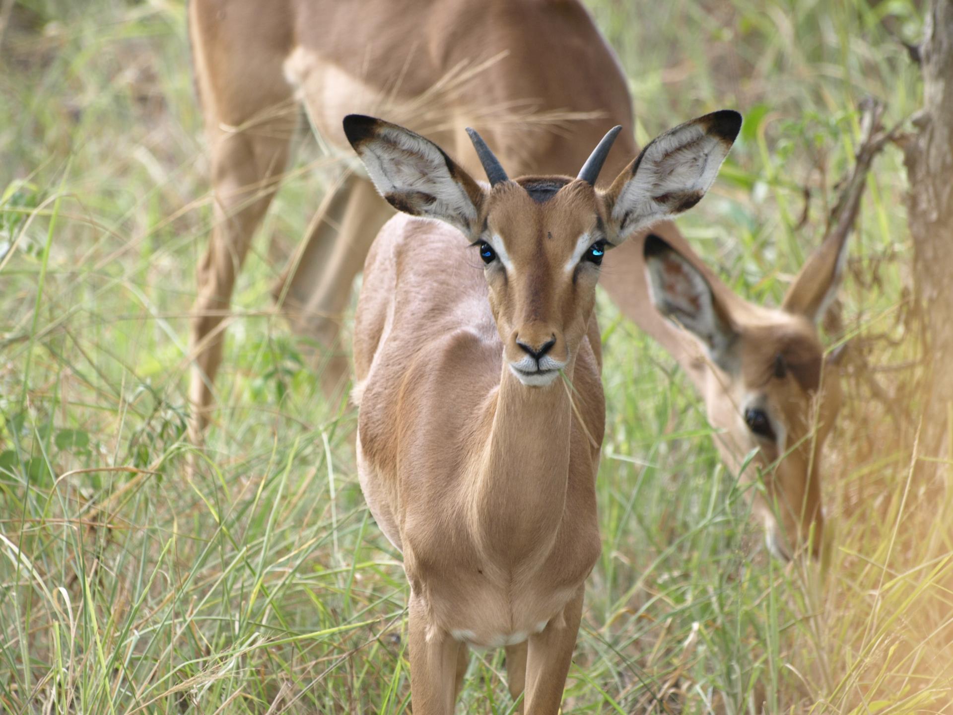 Impalas