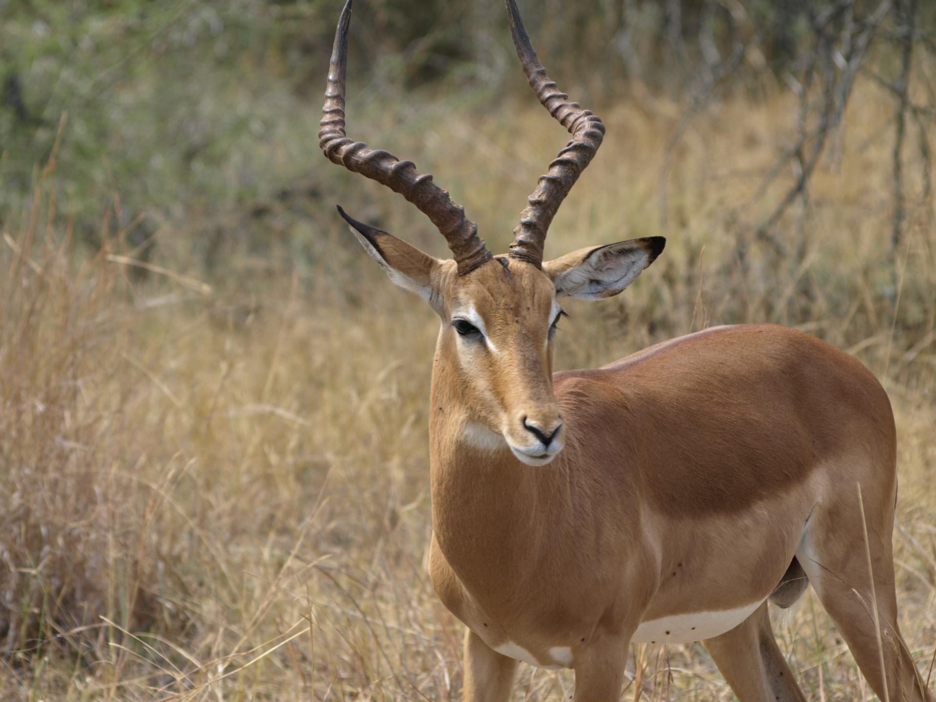 Impala