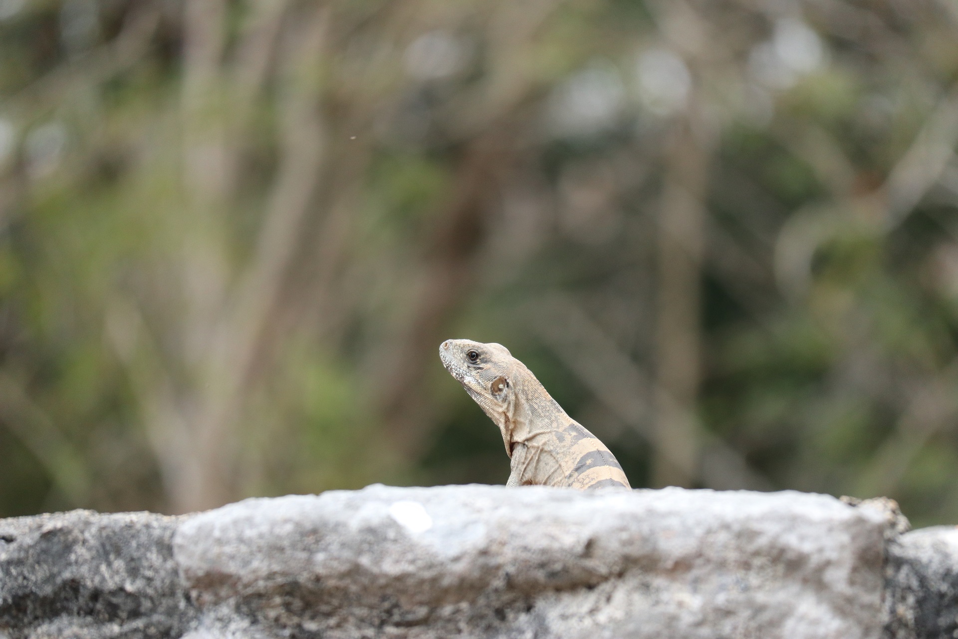 Lézard