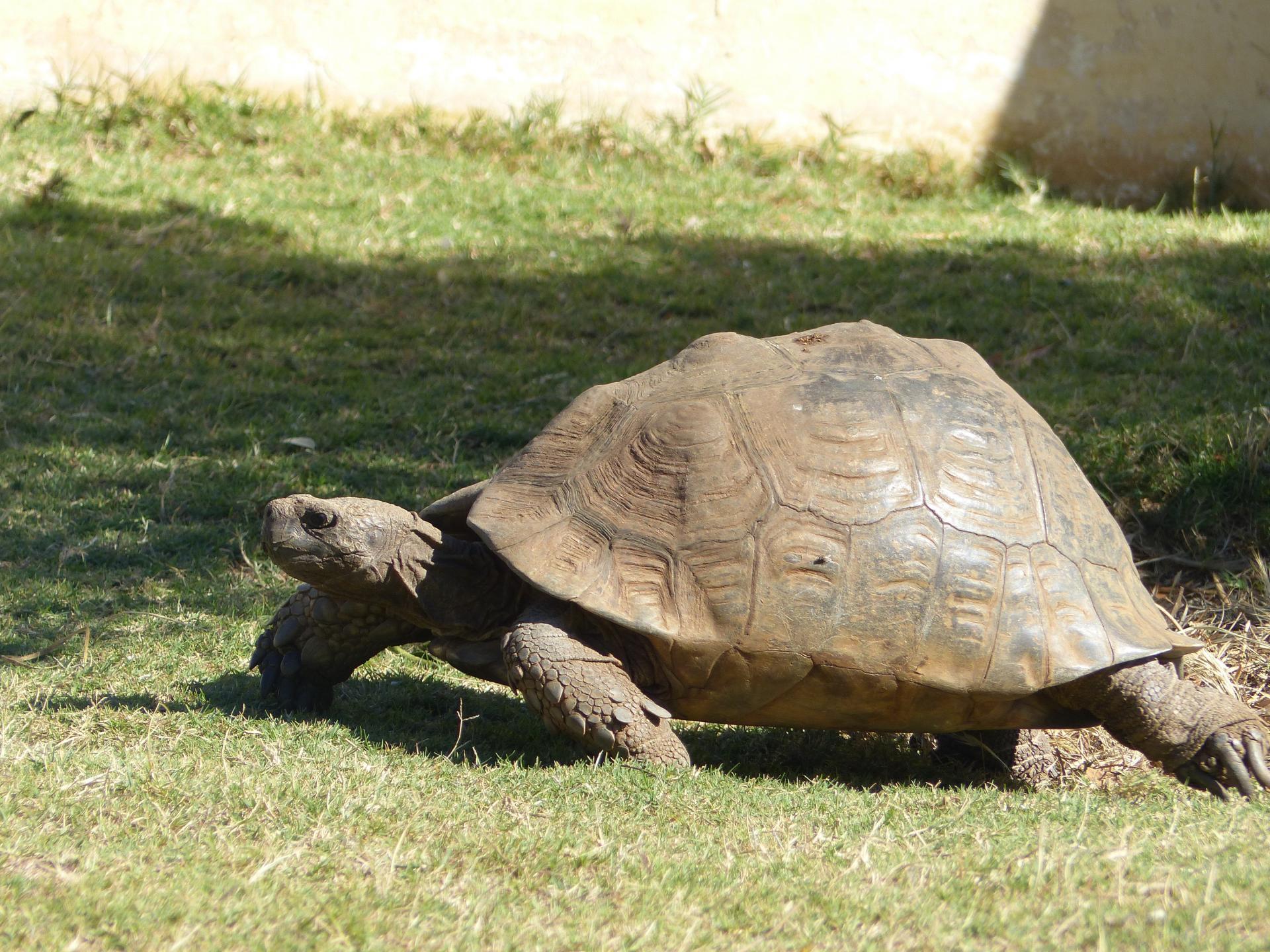 Tortue terrestre