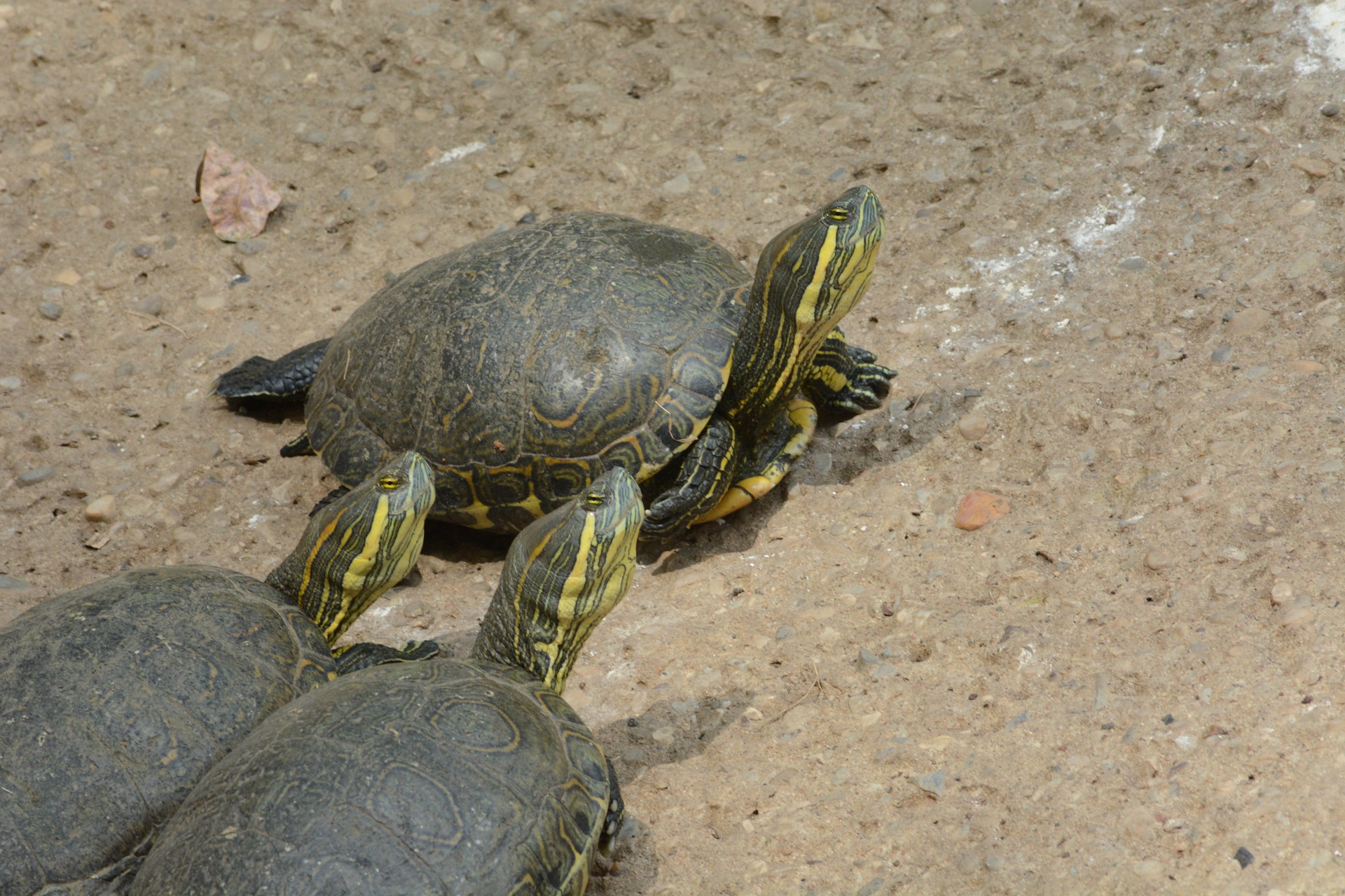 Tortue