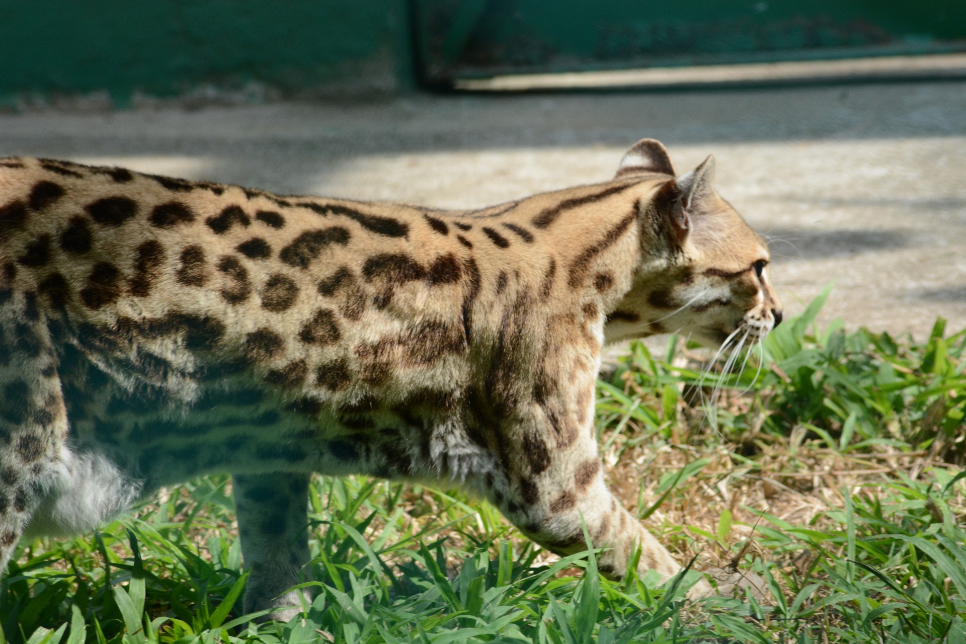 Ocelot