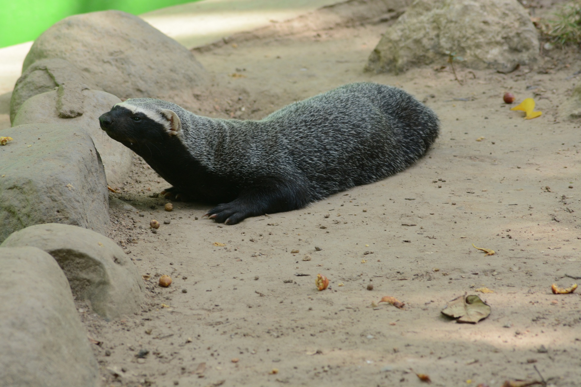 Loutre