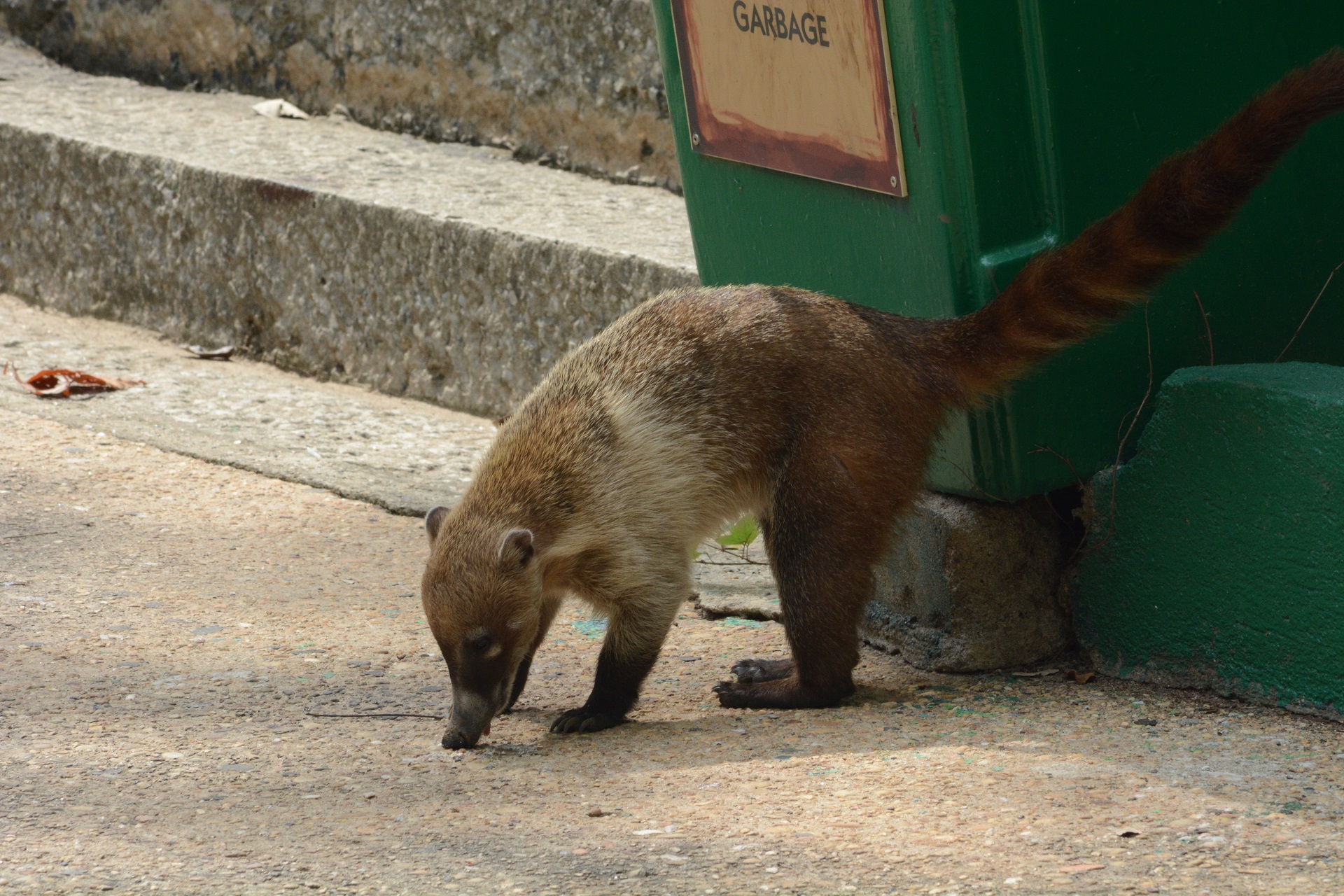 Coatis