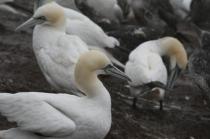 Percé Oiseaux