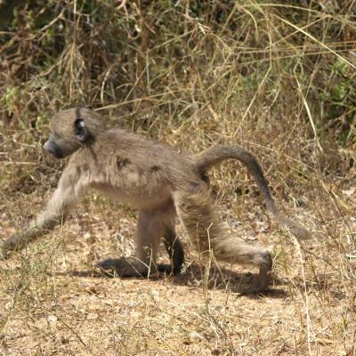 Babouin chacma