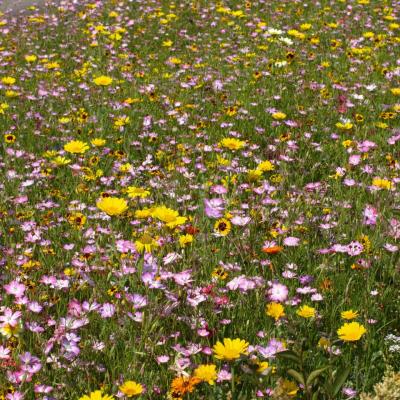 Champs de fleurs
