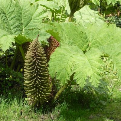 Gunnera manicata