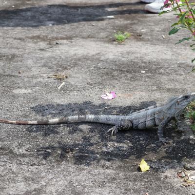 Iguane