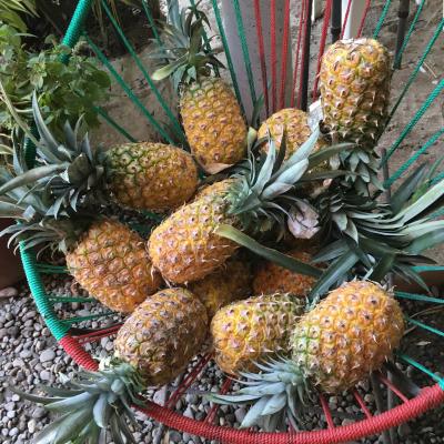 Ananas