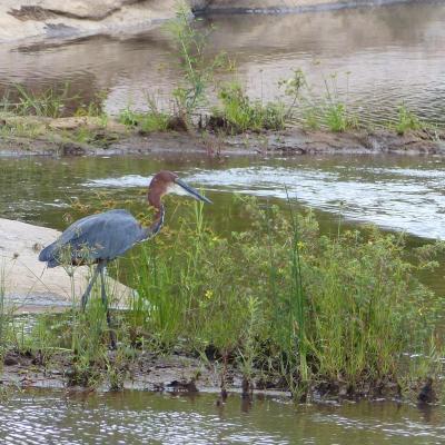 Heron goliath (photo Nanie)