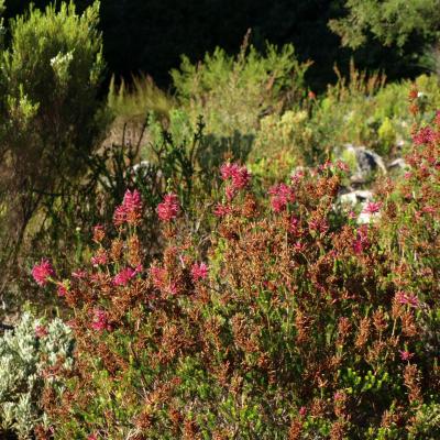 Jardins botaniques de Kirstenbosch