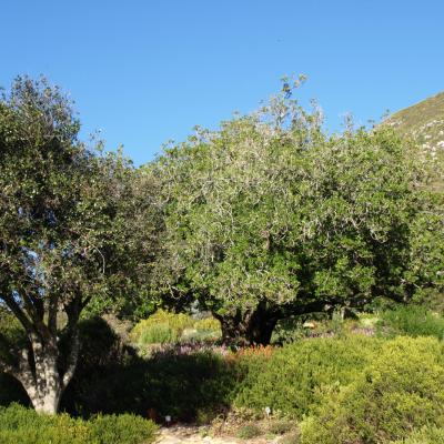 Jardins botaniques de Kirstenbosch