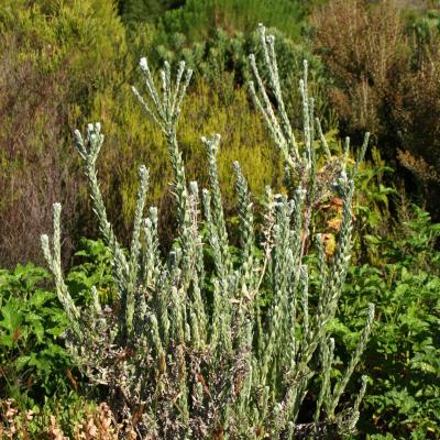 Jardins botaniques de Kirstenbosch