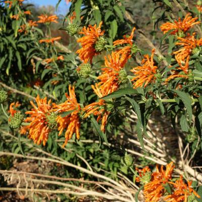 Jardins botaniques de kirstenbosch