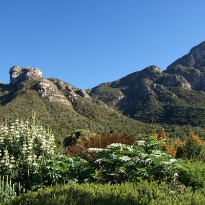 Jardins botaniques de Kirstenbosch