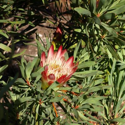 Jardins botaniques de Kirstenbosch