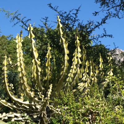 Jardins botaniques de Kirstenbonsch