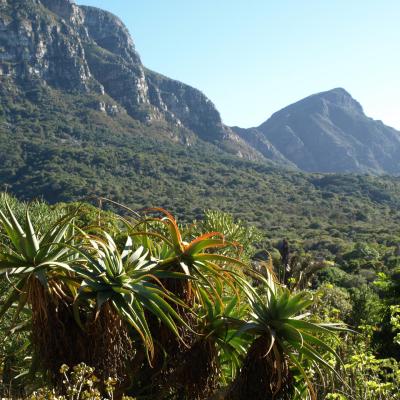 Jardins botaniques de Kirstenbosch