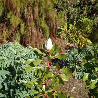 Jardins botaniques de Kristenbosch