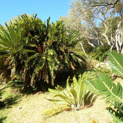 Jardins botaniques de kristenbosch