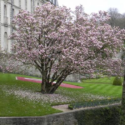 Jardin des remparts Vannes