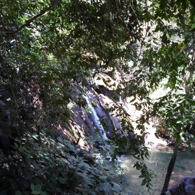 Jungle du Chiapas