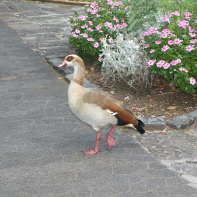 Les oiseaux de Company's Gardens