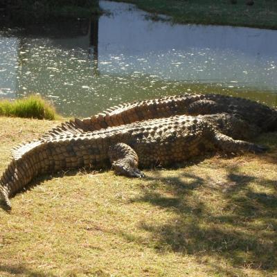 Les crocodiles du Nil