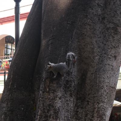 Oaxaca zocalo3