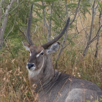 Waterbuck-Cob