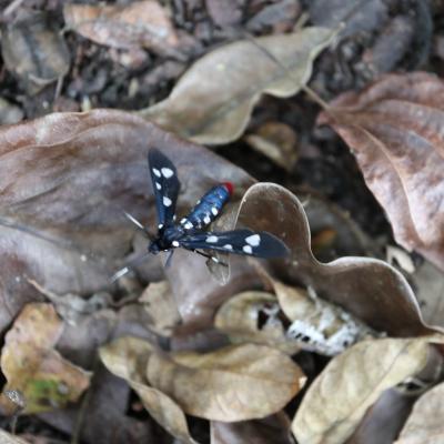 Papillon chenille rasta