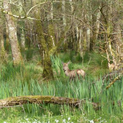 Parc killarney (Nanie)