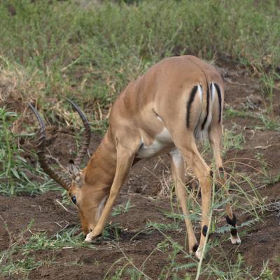 Impala