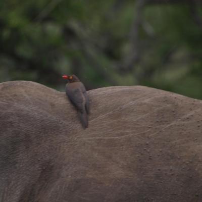 Rhinocéros noir et Piqueboeuf à bec rouge