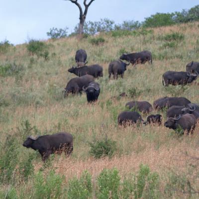 Troupeau de buffles