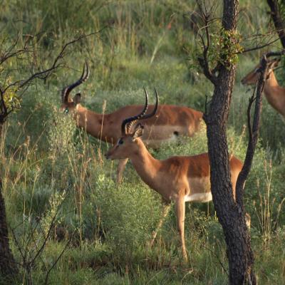 Impalas