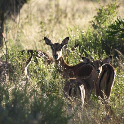 Impala