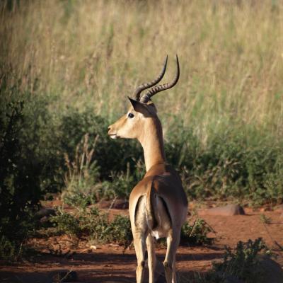 Impala