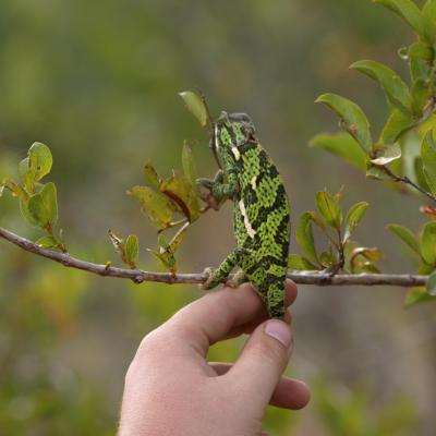 Caméléon (Photo Nanie)