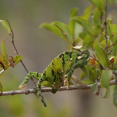 Caméléon (Photo Nanie)