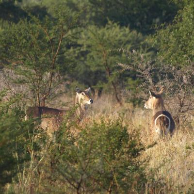 Impalas