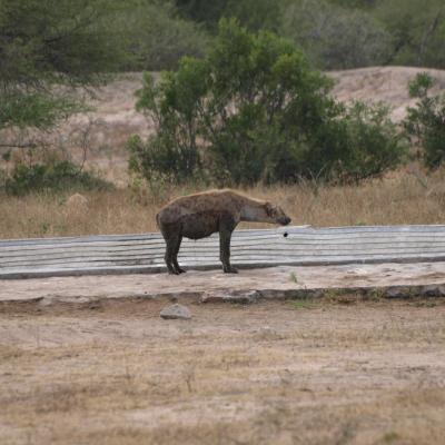 Hyène tachetée (Photo Nanie)
