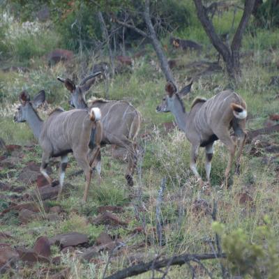 Waterbuck-Cob